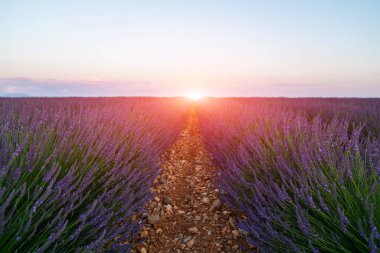 Lavanta tarlası yaz günbatımı manzarası. Valensole turistik köyü, Provence bölgesi, Fransa, Avrupa yakınlarındaki görkemli renkli alanlar. Turizm ya da tatil seyahati konsepti. Bahar lavanta arkaplanı.