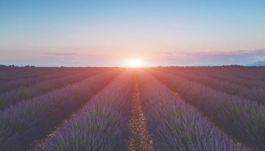 Provence 'deki menekşe lavanta tarlasında gün batımı. Valensole turistik köyü, Provence bölgesi, Fransa, Avrupa yakınlarındaki görkemli renkli alanlar. Turizm ya da tatil seyahati konsepti. Çiçek arkaplanı.