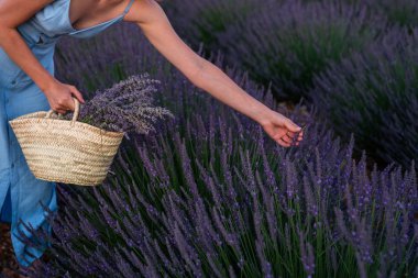 Lavanta tarlasında güzel bir kız. Valensole yakınlarındaki lavanta tarlası yaz günbatımı manzarası. Provence, Fransa.