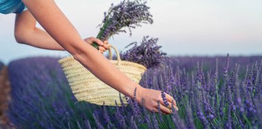 Lavanta tarlasında güzel bir kız. Valensole yakınlarındaki lavanta tarlası yaz günbatımı manzarası. Provence, Fransa.