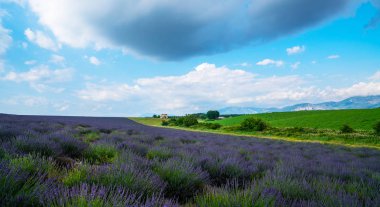 Valensole yakınlarındaki lavanta tarlası yaz manzarası. Provence, Fransa.