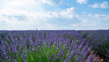 Provence 'deki lavanta tarlası. Lavanta tomurcukları güneşte güzel çiçek açar..