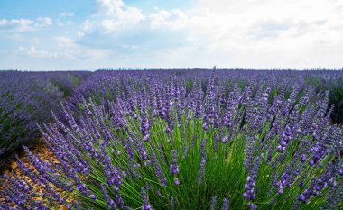 Provence 'deki lavanta tarlası. Lavanta tomurcukları güneşte güzel çiçek açar..