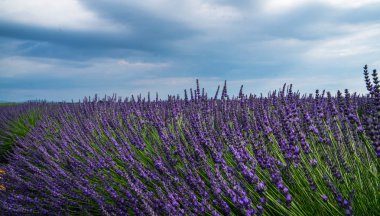 Provence, günbatımı, Valensole Yaylası, lavanta alan.