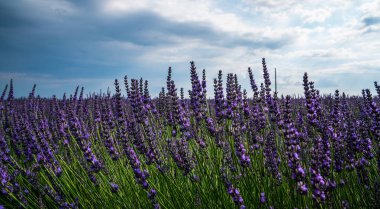 Provence, günbatımı, Valensole Yaylası, lavanta alan.