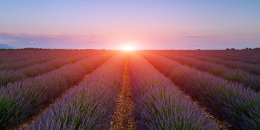 Provence 'deki menekşe lavanta tarlasında gün batımı. Valensole turistik köyü yakınlarındaki görkemli renkli lavanta tarlaları, Provence bölgesi, Fransa, Avrupa.