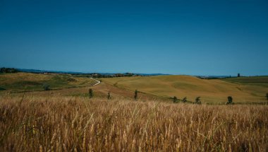 İtalya, Toskana 'daki manzara çok güzel. Güneşli tarlalar. Buğday tarlaları olan tarım alanı. Gürültü ve tahılla klasik ton filtre efekti.
