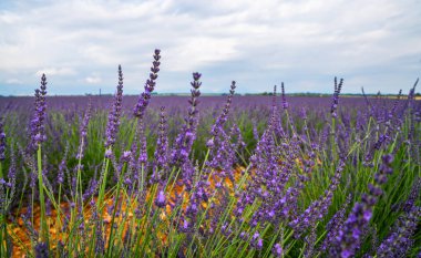 Güneşli bir günde lavanta tarlası, Provence, Valensole Platosu. Lavanta tarlasının güzel bir görüntüsü. Lavanta çiçeği tarlası, doğal arka plan için görüntü. Doğal lavanta tarlalarının manzarası çok güzel..
