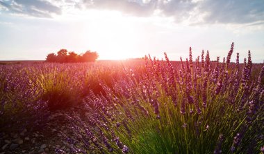Çiçek bahçesindeki lavanta çiçeğine odaklan. Lavanta çiçekleri güneş ışığıyla aydınlatılır. Provence 'deki menekşe lavanta tarlasında gün batımı.