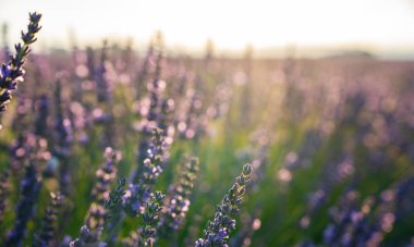 Çiçek bahçesindeki lavanta çiçeğine odaklan. Lavanta çiçekleri güneş ışığıyla aydınlatılır. Provence 'deki menekşe lavanta tarlasında gün batımı.