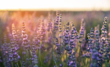 Çiçek bahçesindeki lavanta çiçeğine odaklan. Lavanta çiçekleri güneş ışığıyla aydınlatılır. Provence 'deki menekşe lavanta tarlasında gün batımı.