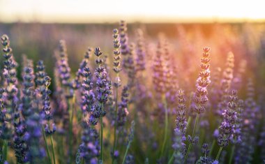 Çiçek bahçesindeki lavanta çiçeğine odaklan. Lavanta çiçekleri güneş ışığıyla aydınlatılır. Provence 'deki menekşe lavanta tarlasında gün batımı.