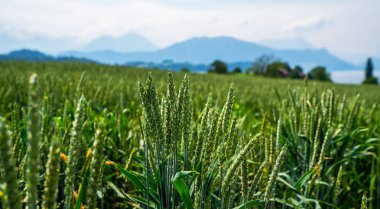İsviçre köyü. İsviçre 'de ferah yeşil tarlaları ve arka planda bulutlarla kaplı dağ tepeleri bulunan ılıman yaz manzarası.