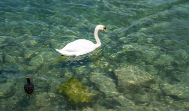 Zarif beyaz kuğu ve ördek berrak gölde yüzüyor..