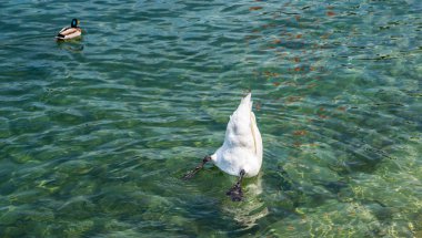 Lucerne Gölü 'nün ortasında bir kuğu yemek için dalıyor. Lucerne Kantonu, İsviçre.