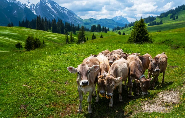 Bezerros Montanha Castanhos Pastando Pasto Alpino Nos Alpes Berneses Verão — Fotografia de Stock
