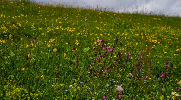 Frühlingswiesen Zarte Duftende Frühlingsblumen Gebirgstal Blüht Sommer Sommer Bergblumen Blick — Stockfoto