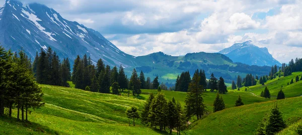 Idyllic Alpine Landscape Scenery Fresh Green Meadows Blooming Flowers Snowcapped — Stock Photo, Image