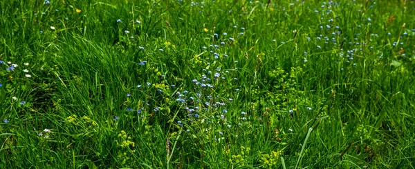 Frühlingswiesen Zarte Duftende Frühlingsblumen Gebirgstal Blüht Sommer Sommer Bergblumen Blick — Stockfoto