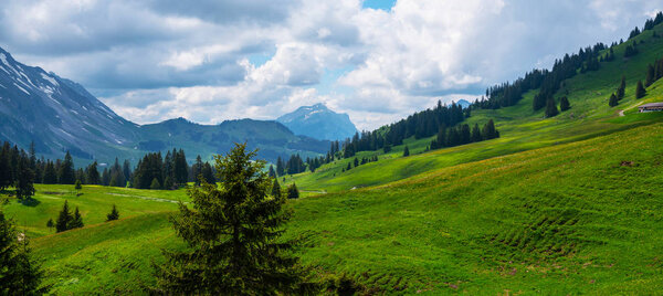 Острые альпийские вершины со снегом и ледниками парят над весенними лугами нежные ароматные весенние цветы
.