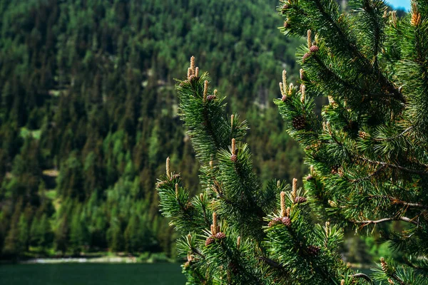 소나무 가지를 녹색의 배경에 가까이 있습니다 양지바른 소나무 가지들 — 스톡 사진
