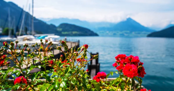 Jezero Jachty Pozadí Hor Květiny Popředí Kanton Lucerne Švýcarsko — Stock fotografie
