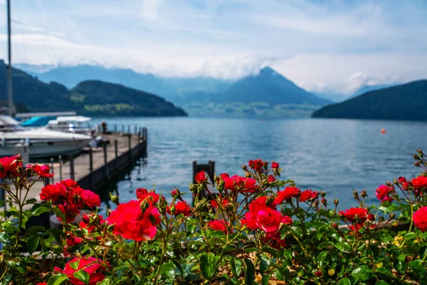 Lago Yates Fondo Las Montañas Flores Primer Plano Cantón Lucerna —  Fotos de Stock