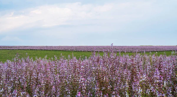 Pole Szałwii Valensole Prowansja Francja Francuski Mędrzec Pole Natura Kwiat — Zdjęcie stockowe