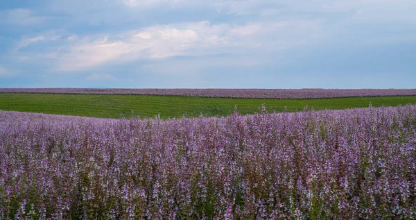 Pole Szałwii Valensole Prowansja Francja Francuski Mędrzec Pole Natura Kwiat — Zdjęcie stockowe