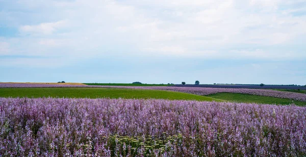 Pole Szałwii Valensole Prowansja Francja Francuski Mędrzec Pole Natura Kwiat — Zdjęcie stockowe