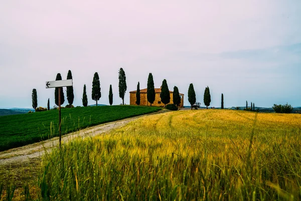 Toscana Paisagem Rural Pôr Sol Árvores Ciprestes Campos Verdes Dourados — Fotografia de Stock