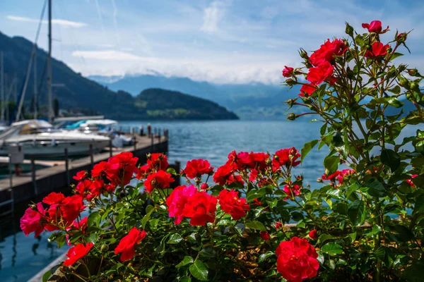 Озеро Яхты Фоне Гор Цветы Переднем Плане Люцерн Швейцария — стоковое фото