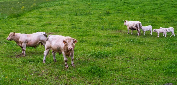 Cows Grassy Field Bright Sunny Day Summer Green Field Cows — Stock Photo, Image