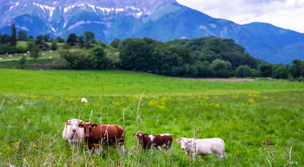 Cows Grassy Field Bright Sunny Day Summer Green Field Cows — Stock Photo, Image