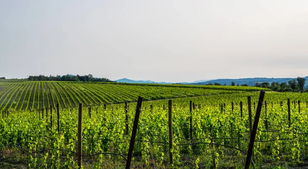 Gyönyörű Szőlősorok Zöld Szőlőültetvények Mezőgazdasági Terület Szőlővel Parasztházakkal Toszkána Olaszország — Stock Fotó