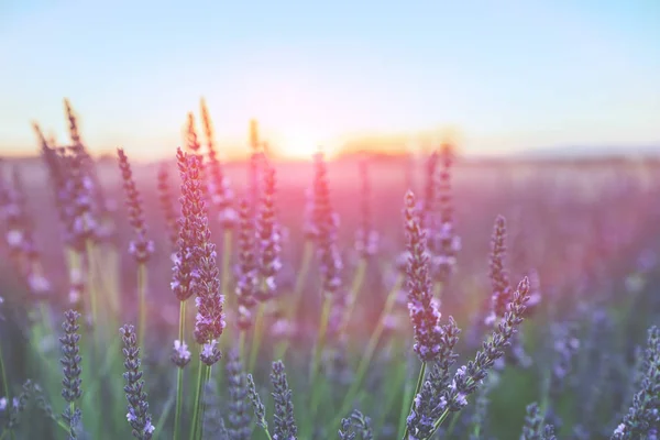 Lavendel Blommor Solljus Ett Mjukt Fokus Pastellfärger Och Suddig Bakgrund — Stockfoto