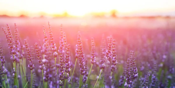 Selektiver Fokus Auf Lavendelblüten Blumenfeld Lavendelblüten Vom Sonnenlicht Erhellt — Stockfoto