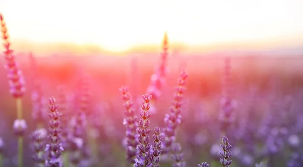 Selektivt Fokus Lavendelblomma Blomfältet Lavendel Blommor Upplysta Solljus — Stockfoto