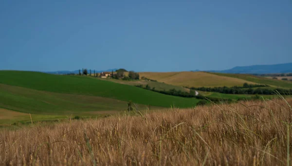 이탈리아 토스카나의 들판입니다 스러운 필터는 곡식에 영향을 미친다 — 스톡 사진