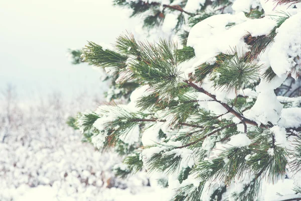 Neige Couvrait Branche Noël Brillamment Contre Les Tons Clairs Scène — Photo