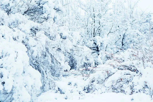 Vista Uma Floresta Coberta Neve Inverno Textura Floresta Inverno Paisagem — Fotografia de Stock
