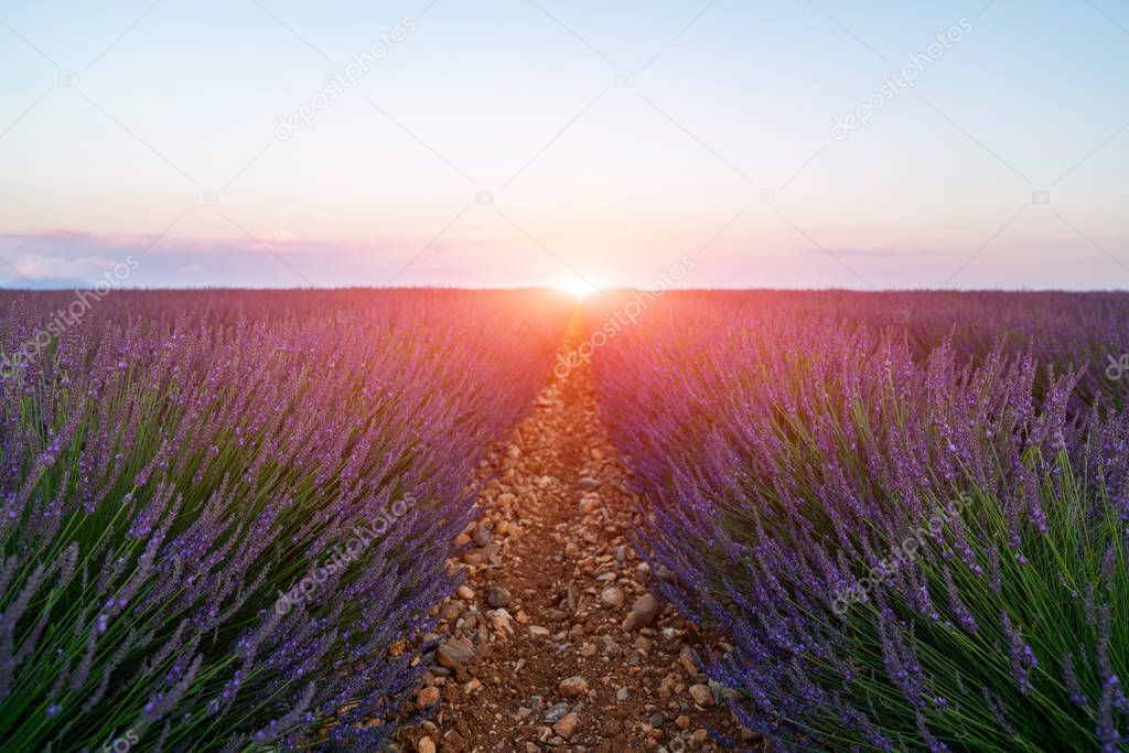 Lavender field summer sunset landscape. Majestic colorful fields near Valensole touristic village, Provence region, France, Europe. Tourism or vacation travel concept. Spring lavender background.
