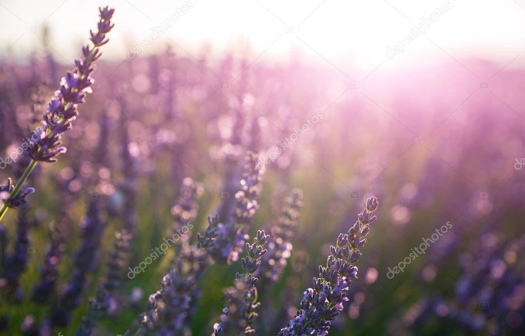 Purple Lavender flowers background . Lavender field at soft light selective focus.
