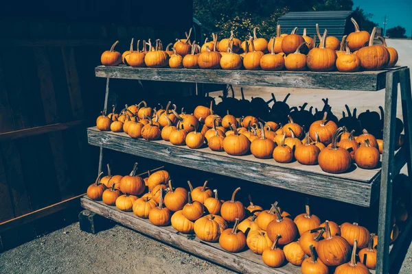 Action Grâce Avec Des Citrouilles Sur Une Étagère Bois Marché — Photo