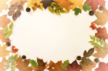 Çerçeve sonbahar yaprakları, meşe palamudu, pastel arka plan üzerinde çam kozalağı yapılmış. Sonbahar, sonbahar konsepti. Düz döşeme, üst görünüm, kopyalama alanı.