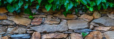 Eski moda dekoratif dekoratif gri ve kahverengi desenli gerçek taş duvar yüzeyini ortaçağ kasabasında bitki ile çatlattı..