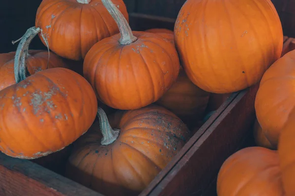 Orange Pumpor Displayen Farmers Market Delstaten Georgien Orange Pumpor Solljus — Stockfoto