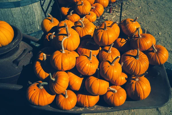 Wagon Jesieni Rzeźbione Dynie Sprzedaż Pumpkin Patch — Zdjęcie stockowe