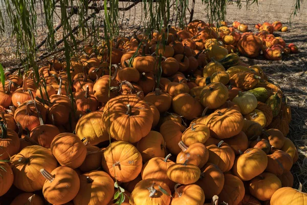 Kürbispflücken Kürbisse Einem Kürbisfeld Herbst Halloween — Stockfoto