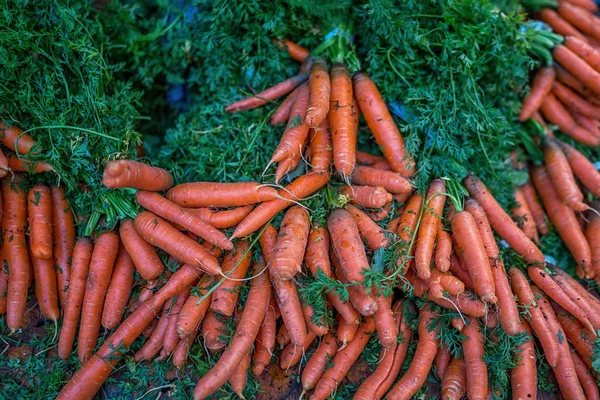 Local produce at the autumn farmers market in the city. Bunches of carrots on a market stall. Fresh and organic vegetables. Agriculture products. Seasonal harvested. Bio, healthy, vegetarian food.